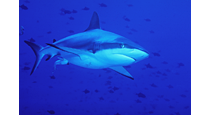 Grey Reef Shark